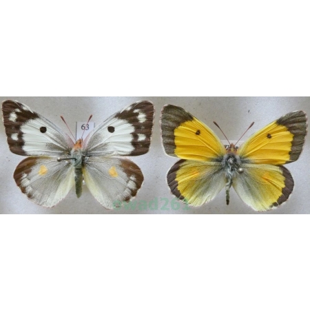 Colias croceus (Geoffroy, 1785) pair Szlaczkoń sylwetnik Czech63